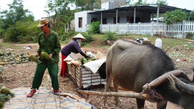 Mỗi cộ trâu kéo có chừng 200-250 trái thơm lớn. Ảnh: TRIÊU NHAN