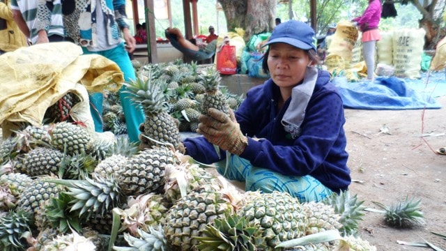 Thơm tập kết tại bãi được thương lái thu gom, đóng bao đưa đi các nơi tiêu thụ. Ảnh: TRIÊU NHAN