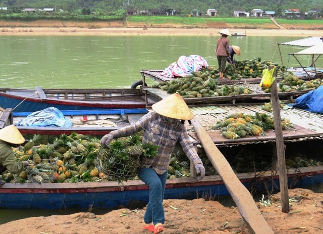 Vận chuyển thơm từ đầu nguồn bằng ghe phà về bến tập kết Tân Đợi, xã Đại Sơn. Ảnh: TRIÊU NHAN