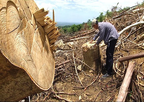 Hiện trường vụ phá rừng phòng hộ Đông Tiển diễn ra hồi tháng 8.2016. Ảnh: CHÂU NGUYỄN 