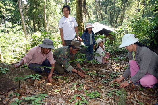 Phát triển vùng dược liệu sâm Ngọc Linh nhằm bảo tồn nguồn gen quý, góp phần phát triển kinh tế - xã hội huyện Nam Trà My.Trong ảnh: Trồng sâm ở Nam Trà My. Ảnh: V.LỘC