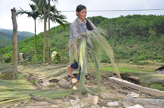 Đồng bào Ca Dong xã Trà Sơn (Bắc Trà My) cải thiện thu nhập từ khai thác đót rừng.  