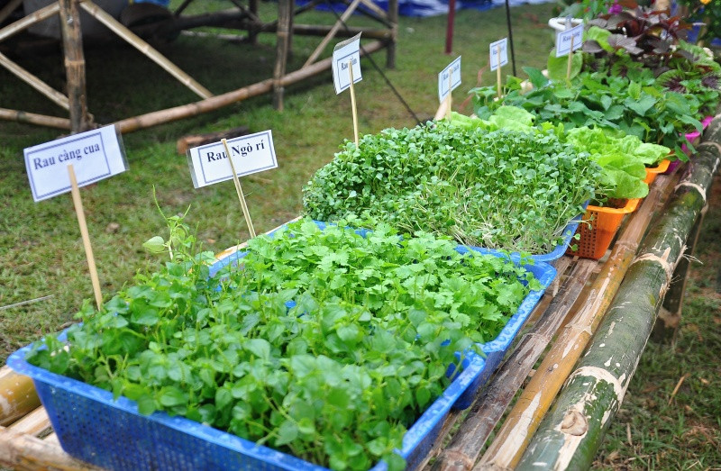 Xã Tam An đang hướng đến xây dựng thương hiệu rau sạch của địa phương thông qua việc quy hoạch các vùng sản xuất rau chuyên canh. Ảnh: VINH ANH