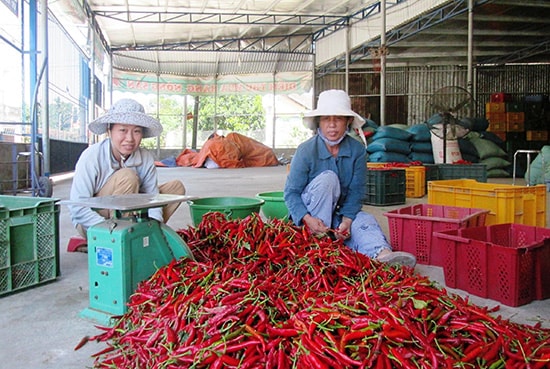 Thời gian qua, việc thu hút doanh nghiệp đầu tư vào nông nghiệp - nông thôn vẫn còn nhiều hạn chế (ảnh minh họa).Ảnh: MAI LINH