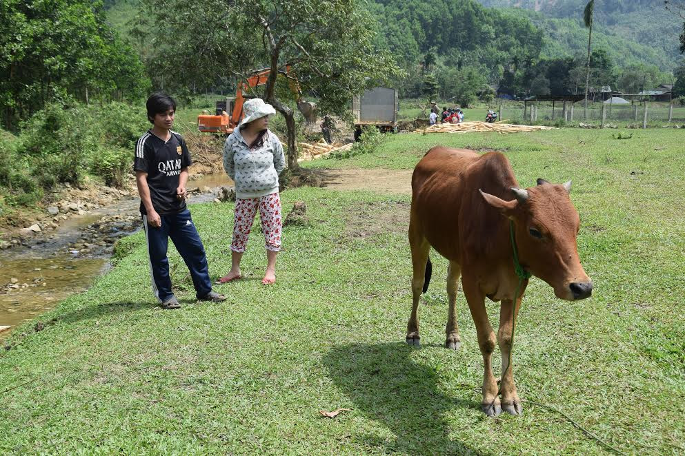Một hộ dân tại thôn 3 (xã Trà Giáp) đang chỉ những triệu chứng lở mồm long móng trên con bò của nhà mình - Ảnh: THANH THẮNG