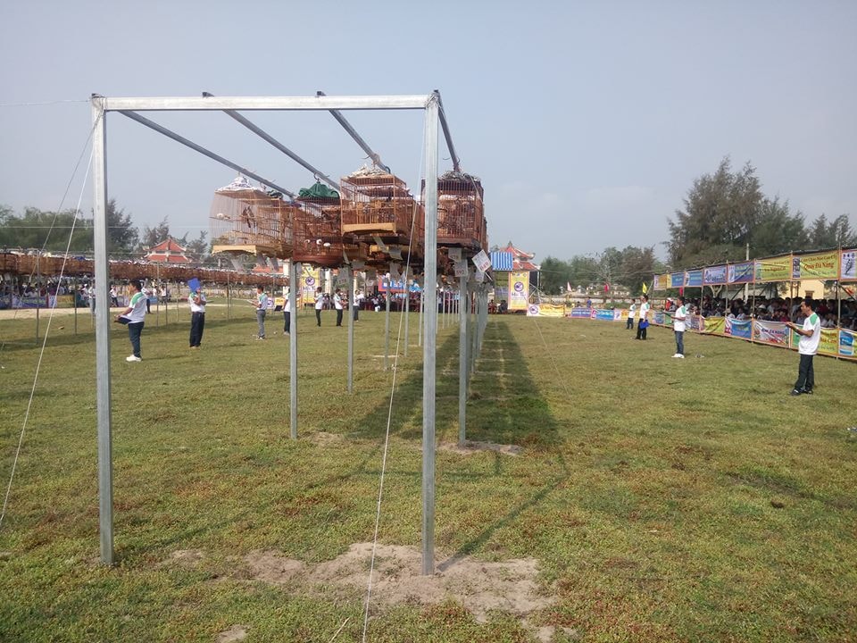 Hơn 400 chú chim sẽ trải qua nhiều vòng đấu hót quyết liệt. Ảnh: Q.T