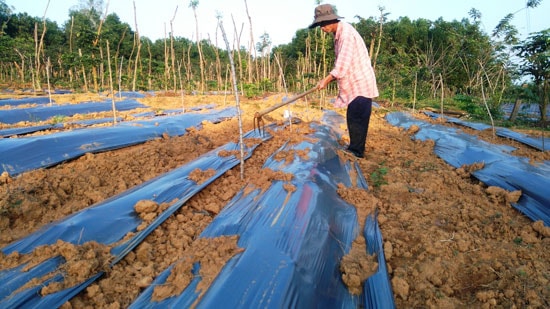 Mô hình trồng cây dược liệu xen cây tiêu của anh Nguyễn Cao Thiên, xã Phước Thành. Ảnh: HOÀNG LIÊN