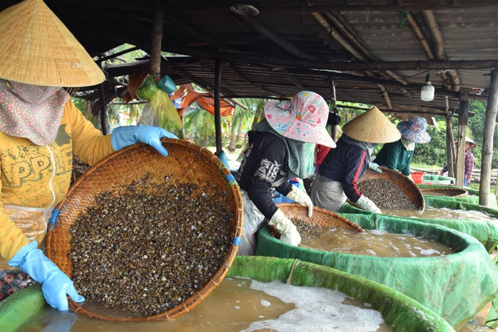 Nghề làm hến góp phần cải thiện kinh tế cho người dân làng Tân Phú.