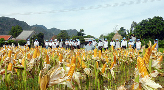 Mô hình canh tác bắp lai trên đất lúa trong vụ hè thu ở xã Duy Sơn (Duy Xuyên) đạt giá trị kinh tế cao. Ảnh: VĂN SỰ