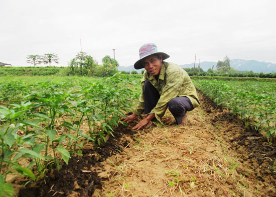 Trong 2 vụ đông xuân gần đây, ông Đoàn Ngà ở thôn Phú Bông (xã Duy Trinh, Duy Xuyên) đã bỏ trồng dưa leo Nhật Bản và quay lại canh tác ớt.Ảnh: VIỆT SỰ