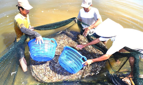 Nuôi tôm nước lợ rất cần liên kết với doanh nghiệp để sản xuất lớn.Ảnh: VIỆT CAO