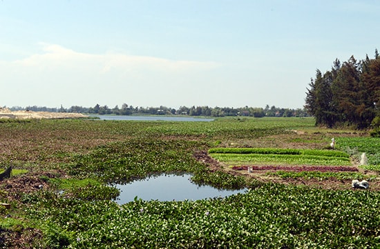 Dòng sông Cổ Cò đoạn qua phường Điện Dương (Điện Bàn) đã bị bồi lấp, thu hẹp dần. Ảnh: TUẤN LỘC