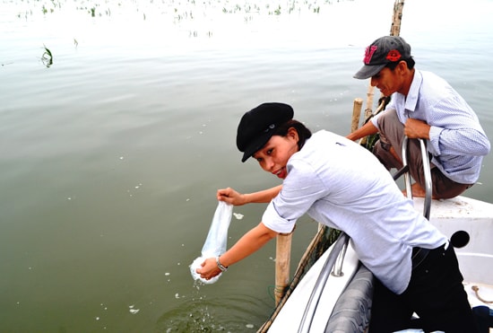 Ngành chức năng thả tôm nuôi ở khu vực rừng ngập mặn Cẩm Thanh, Hội An.Ảnh: QUANG VIỆT