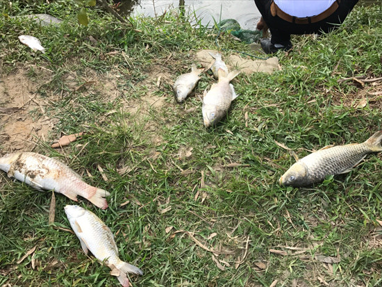 Cá chết ở sông Trầu vừa được người dân vớt lên.