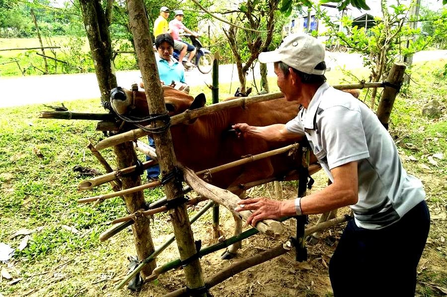 Người dân cũng ý thức được việc chủ động phòng chống dịch bệnh trên gia súc, gia cầm sẽ mang lại hiểu quả kinh tế cao. Ảnh: MINH THÔNG