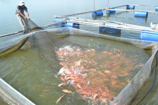 Nuôi cá trong lồng bè cần tuân thủ quy hoạch để đảm bảo các yếu tố xã hội, môi trường liên quan. Ảnh: N.Q.V