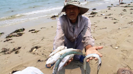 Sự cố môi trường biển gây thiệt hại rất lớn tại 4 tỉnh ven biển miền Trung. Ảnh: Internet