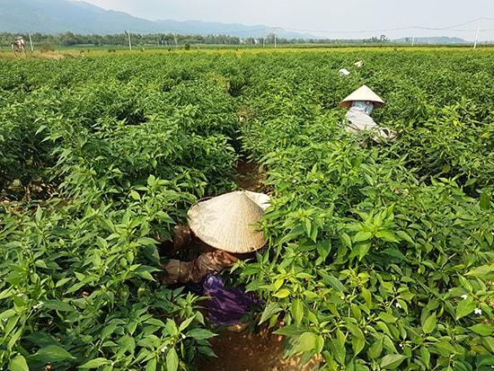 Màu xanh trên bãi bồi ven làng cũ Phương Trung. 