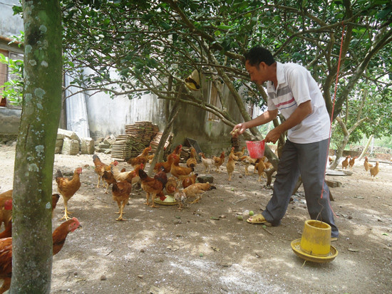 Mô hình nuôi gà tre thương phẩm theo hướng an toàn dịch bệnh tại một số hộ dân Quế Sơn. Ảnh: Hoàng Liên