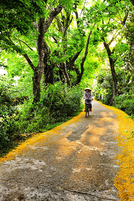 Con đường sưa vàng tuyệt đẹp ở Vườn Cừa.