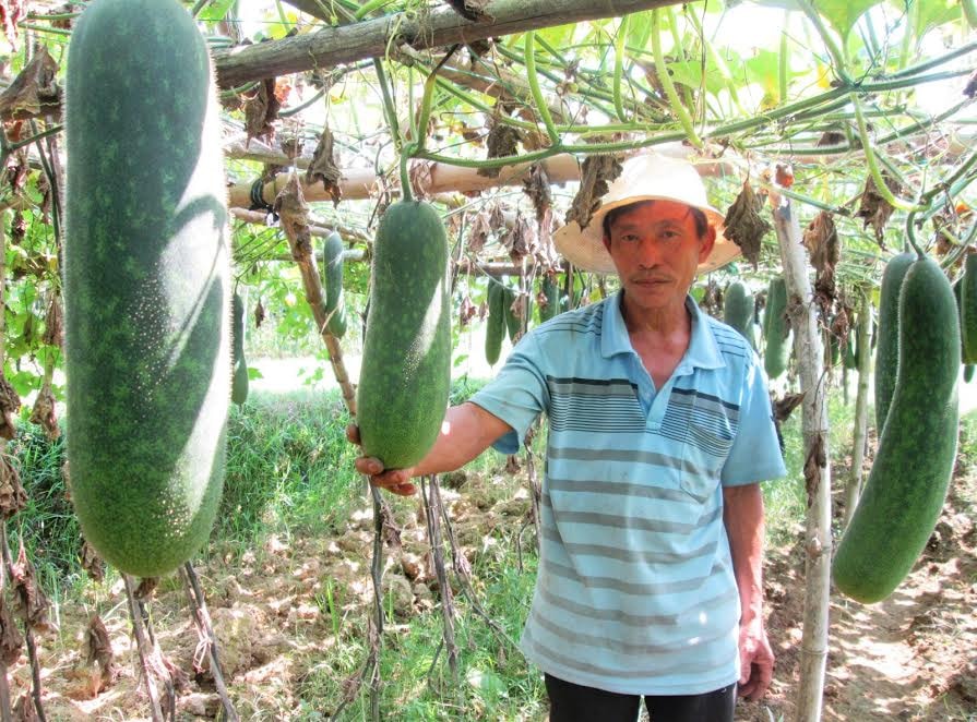 Ông Lê Nên ở khối phố Mỹ Hạt (Nam Phước, Duy Xuyên) đang rầu lòng vì bí đao rớt giá thê thảm.