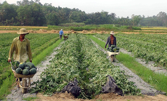 Người dân xã Tam Phước thu hoạch dưa hấu.