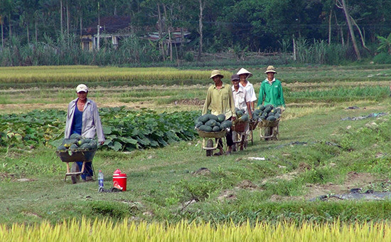 Người dân Phú Ninh đang bước vào thời điểm thu hoạch rộ dưa hấu, với năng suất bình quân khoảng 30 tấn/ha.