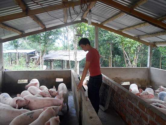 Anh Nguyễn Văn Hòa chăm sóc đàn heo ở trang trại của mình.  Ảnh: THIÊN THU