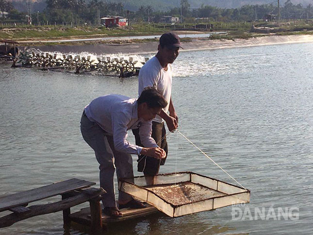 Nhiều hộ dân tại xã Hòa Liên (huyện Hòa Vang) thoát nghèo, vươn lên làm giàu từ nghề nuôi tôm thẻ chân trắng. 