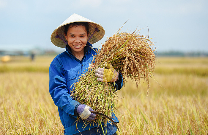 Nụ cười mừng lúa mới trên khuôn mặt của những người nông dân xứ Quảng