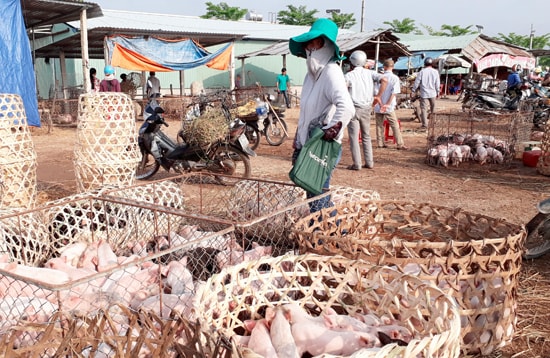 Chợ heo tại thị trấn Hà Lam (huyện Thăng Bình) không sôi động như trước do giá heo sữa giảm. Ảnh: G.Biên