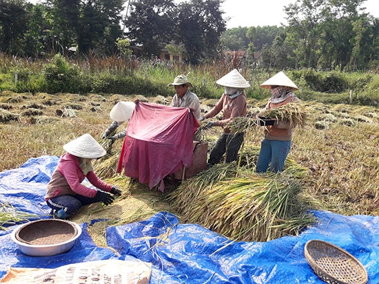 Để phòng tránh ảnh hưởng của thời tiết, nông dân Tiên Phước đang tập trung thu hoạch lúa đông xuân. Ảnh: PHẠM HOÀNG