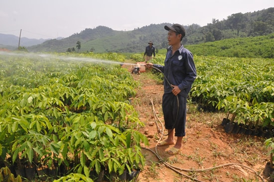 Ngành lâm nghiệp sẽ chú trọng đầu tư các vườn ươm giống cây lâm nghiệp đạt chất lượng, cho năng suất cao.  TRONG ẢNH: Vườn ươm giống cây cao su tại xã Trà Nú (Bắc Trà My). Ảnh: T.N