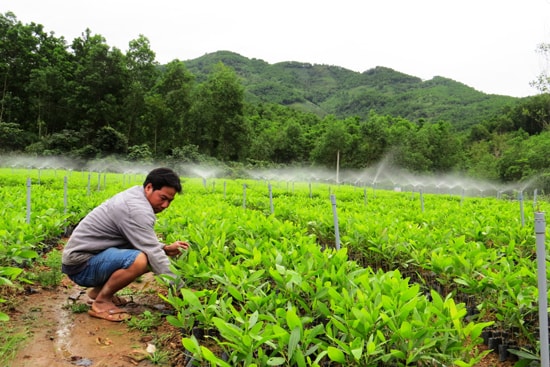 Đại Lộc hướng tới quản lý chất lượng giống các vườn ươm cây trồng rừng. Ảnh: H.Liên