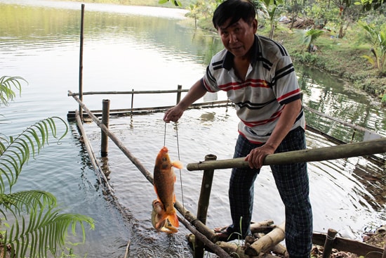 Ông Khôi chăm sóc đàn cá phục vụ du khách. Ảnh: BÌNH PHƯỜNG