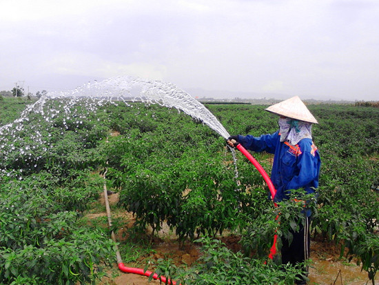 Nhờ thủy lợi hóa đất màu, dân thôn Phú Tây (Điện Quang) chủ động nguồn nước tưới cho cây trồng cạn. ảnh: PHẠM LỘC