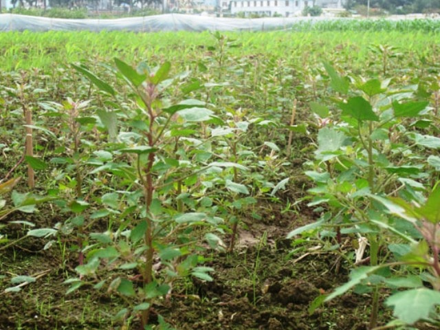 Cánh đồng trồng cây Quinoa. Ảnh: Internet