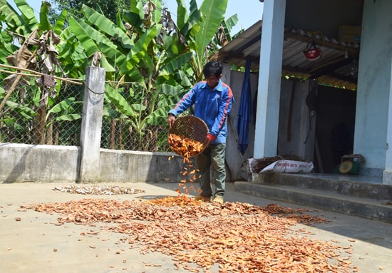 Nông dân Tam Thành phơi nghệ. Ảnh: THANH THẮNG