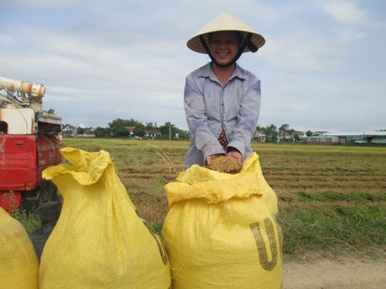 Vụ lúa đông xuân này, Duy Xuyên được mùa toàn diện.Ảnh: HOÀI NHI