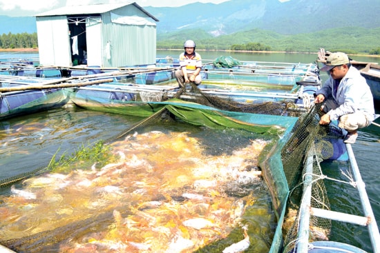 HTX Đại Chánh còn đến 15 lồng nuôi cá chưa bán được dù đã quá thời hạn thu hoạch một tháng nay.Ảnh: QUANG VIỆT