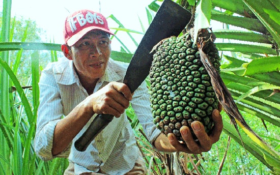 Theo Đông y, nhiều bộ phận của cây dứa dại được sử dụng làm thuốc quý. Ảnh: báo Long An