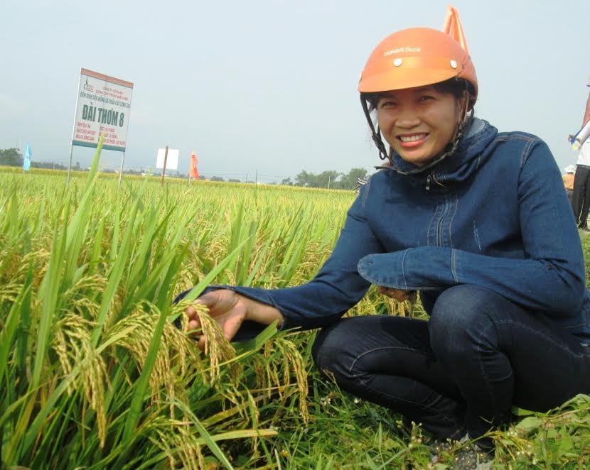 Mô hình liên kết sản xuất giống lúa thuần Đài Thơm 8 ở huyện Duy Xuyên mang lại hiệu quả cao. Ảnh: TRÚC PHƯƠNG      