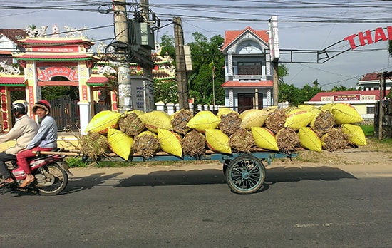 Tro được cho vào bao, từ đây sẽ hóa thân vào đất.