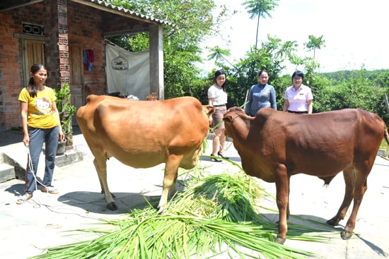 Việc trợ giúp nguồn vốn kịp thời, hiệu quả giúp nhiều hộ thoát nghèo bền vững. Ảnh: V.QUANG