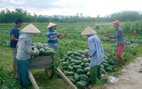 Thời gian qua, nhiều địa phương đã mạnh dạn chuyển đổi diện tích lúa sản xuất không hiệu quả sang trồng dưa hấu, bắp...   Trong ảnh: Người dân Bình Trị được mùa dưa hấu.