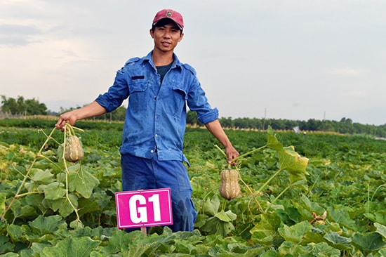 Chàng kỹ sư cơ khí Nguyễn Thành Hải trên cánh đồng rau hữu cơ của mình.Ảnh: VĨNH LỘC