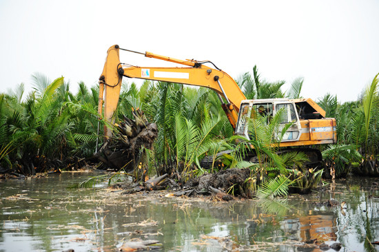 Dừa nước bị triệt phá đồng ngha phá môi trường - cảnh quan thiên nhiên của vùng đệm Khu dự trữ sinh quyển thế giới Cù Lao Chàm.