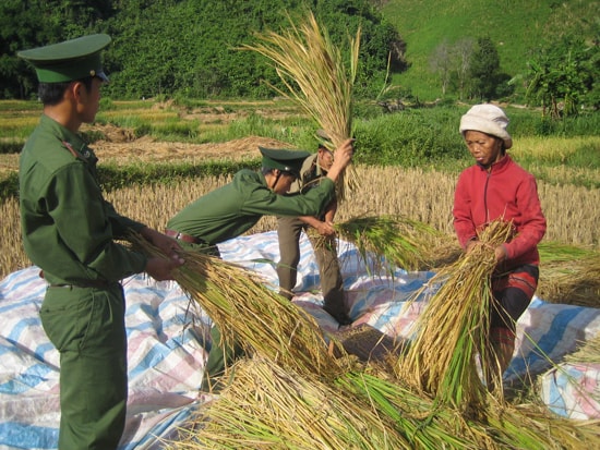 Bộ đội biên phòng giúp dân thu hoạch lúa. Ảnh: M.ĐỨC