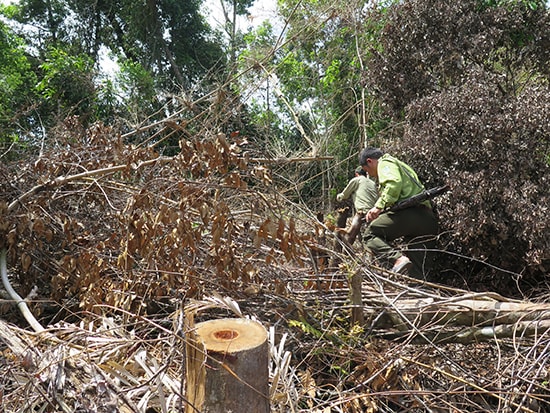 Lực lượng kiểm lâm tuần tra, bảo vệ rừng vùng giáp ranh. Ảnh:T.BÌNH