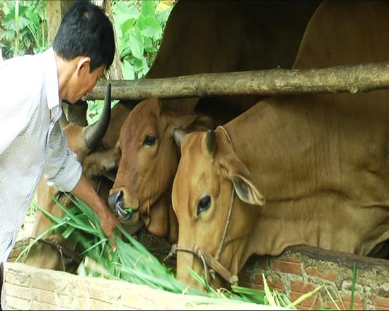 Mô hình chăn nuôi bò thâm canh ở Tiên Sơn bước đầu cho hiệu quả. Ảnh: HƯNG BÌNH